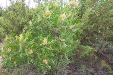 Prairie Flameleaf Sumac, Rhus lanceolata