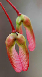 Red Maple, Acer rubrum, Hill (1)