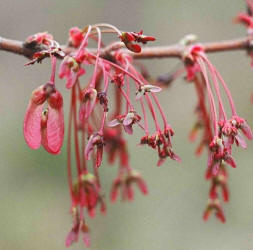 Red Maple, Acer rubrum, Hill