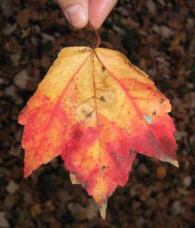 Red Maple, Acer rubrum, KO