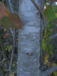 Red Maple, Acer rubrum, VZ (1)