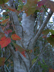 Red Maple, Acer rubrum, VZ (2)