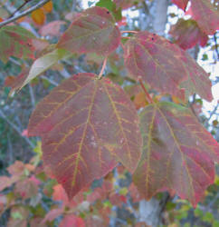 Red Maple, Acer rubrum, VZ