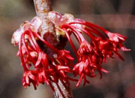 Red Maple, Acer rubrum, female, Hill (1)
