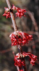 Red Maple, Acer rubrum, female, Hill