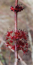 Red Maple, Acer rubrum, male, Hill