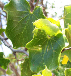 Redbud, Cercis canadensis (1)