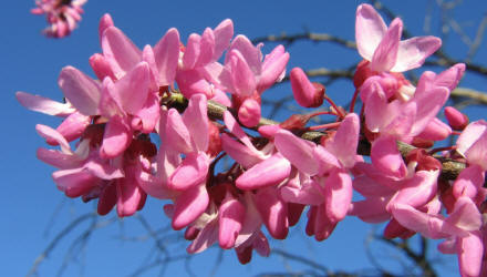 Redbud, Cercis canadensis (4)