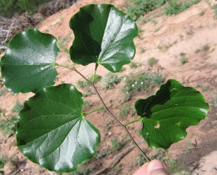 Redbud, Cercis canadensis (6)