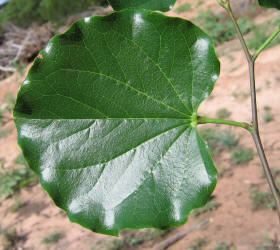 Redbud, Cercis canadensis (7)