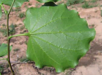 Redbud, Cercis canadensis (8)