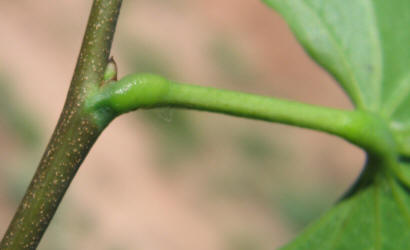 Redbud, Cercis canadensis (9)