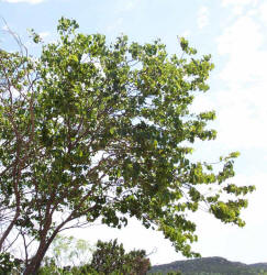 Redbud, Cercis canadensis