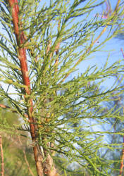 Salt Cedar, Tamarix sp, A (1)