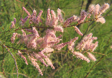 Salt Cedar, Tamarix sp, A (2)