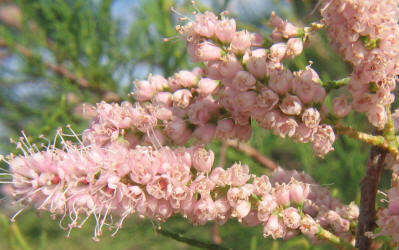 Salt Cedar, Tamarix sp, A (6)