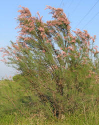 Salt Cedar, Tamarix sp, A