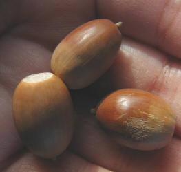 Sand Post Oak, Quercus margarettiae, A (4)