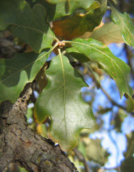 Sand Post Oak, Quercus margarettiae, A