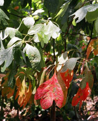 Sassafras, Sassafras albidum, Hill