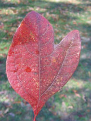 Sassafras, Sassafras albidum, KO (2)