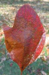 Sassafras, Sassafras albidum, KO (3)