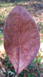 Sassafras, Sassafras albidum, KO (4)