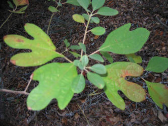 Sassafras, Sassafras albidum, KO