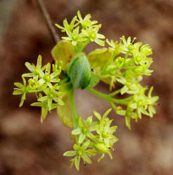 Sassafras, Sassafras albidum, female, Hill