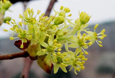 Sassafras, Sassafras albidum, male, Hill