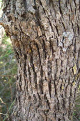 Shortlobe Oak, Quercus sinuata var. breviloba, A (2)
