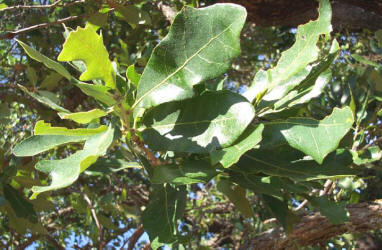 Shortlobe Oak, Quercus sinuata var. breviloba, A (3)