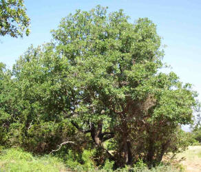 Shortlobe Oak, Quercus sinuata var. breviloba, A