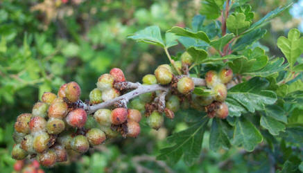 Skunkbush Sumac, Rhus trilobata (1)