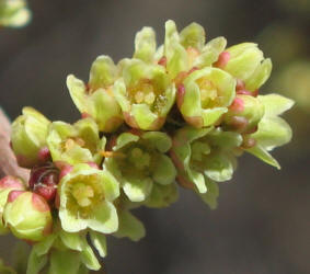 Skunkbush Sumac, Rhus trilobata (11)