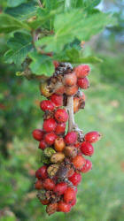 Skunkbush Sumac, Rhus trilobata (3)