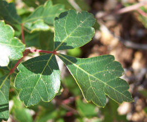 Skunkbush Sumac, Rhus trilobata (4)