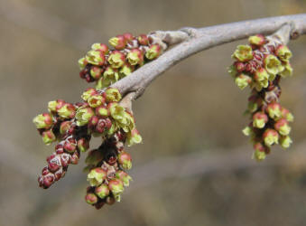 Skunkbush Sumac, Rhus trilobata (6)