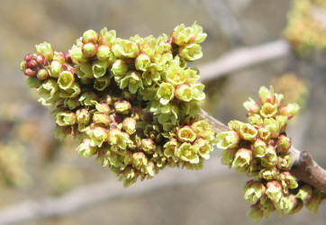 Skunkbush Sumac, Rhus trilobata (7)