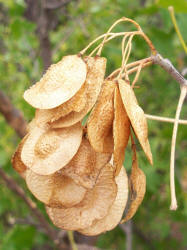 Slippery Elm, Ulmus rubra (3)