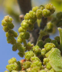 Southern Live Oak, Quercus virginiana, A (5)