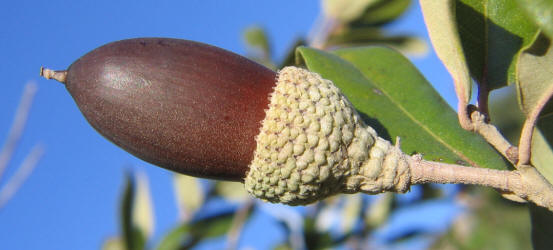 Southern Live Oak, Quercus virginiana, C (4)