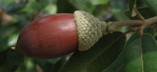 Southern Live Oak, Quercus virginiana, D (3)