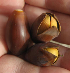 Southern Live Oak, Quercus virginiana, D (6)