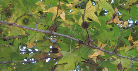 Sweet Gum, Liquidambar styraciflua, KO (2)