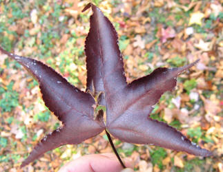 Sweet Gum, Liquidambar styraciflua, KO