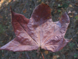 Sweet Gum, Liquidambar styraciflua,VZ (1)