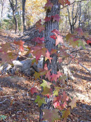 Sweet Gum, Liquidambar styraciflua,VZ (2)