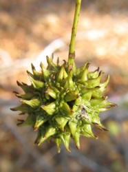 Sweet Gum, Liquidambar styraciflua,VZ (5)