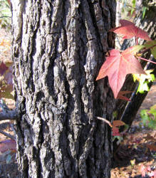 Sweet Gum, Liquidambar styraciflua,VZ (6)